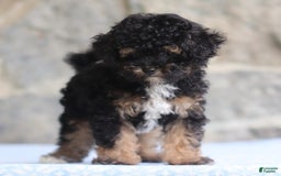 Toy Poodle dogs for sale: Patty - Image 3