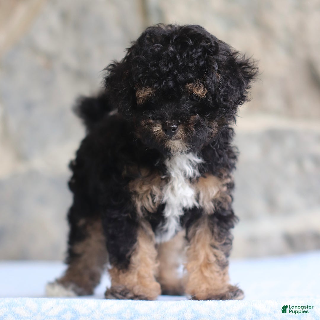 Toy Poodle dogs for sale: Patty - Image 3