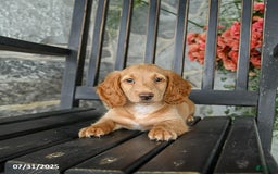 Miniature Dachshund dogs for sale: Chocolate - Image 8