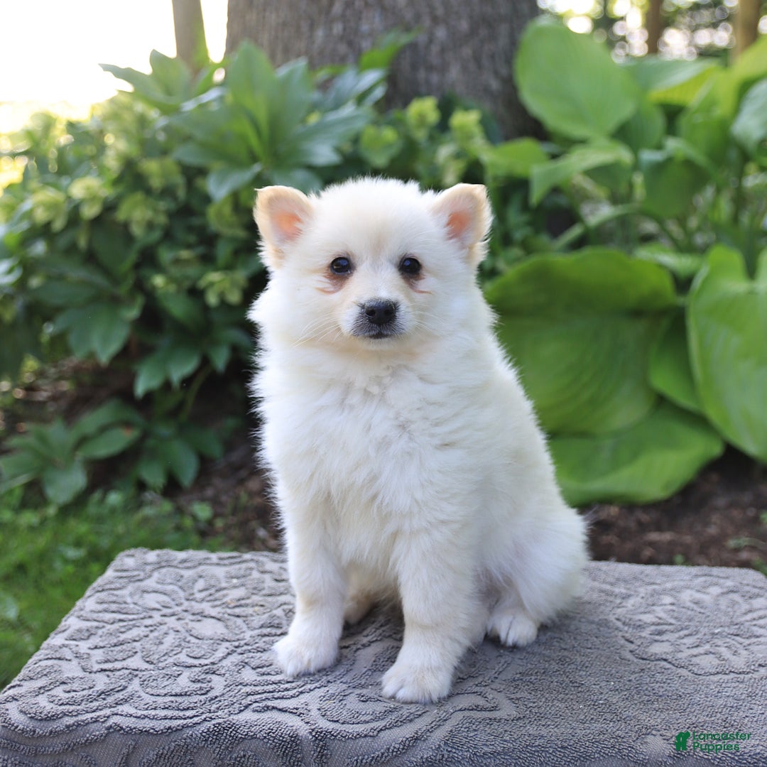American Eskimo dogs for sale: Scout - Image 6