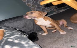 American Bully dogs for sale: Fawn/bluefawn - Image 11