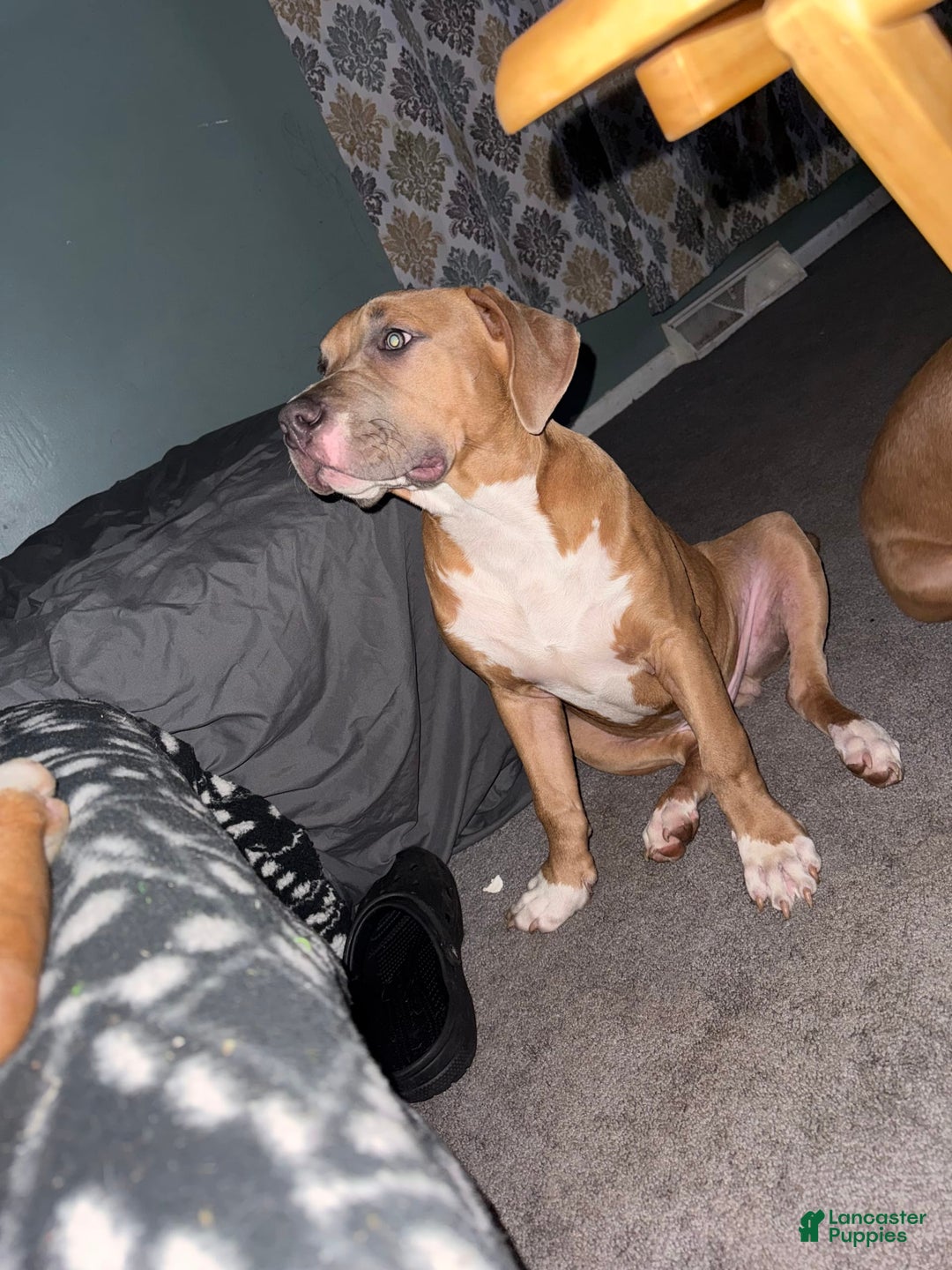 American Bully dogs for sale: Fawn/bluefawn - Image 11
