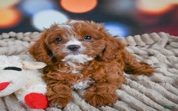 Cavapoo dogs for sale: Hank - Image 12