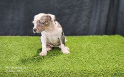 Catahoula Leopard Dog dogs for sale: Diamond 2025 F1 - Image 13
