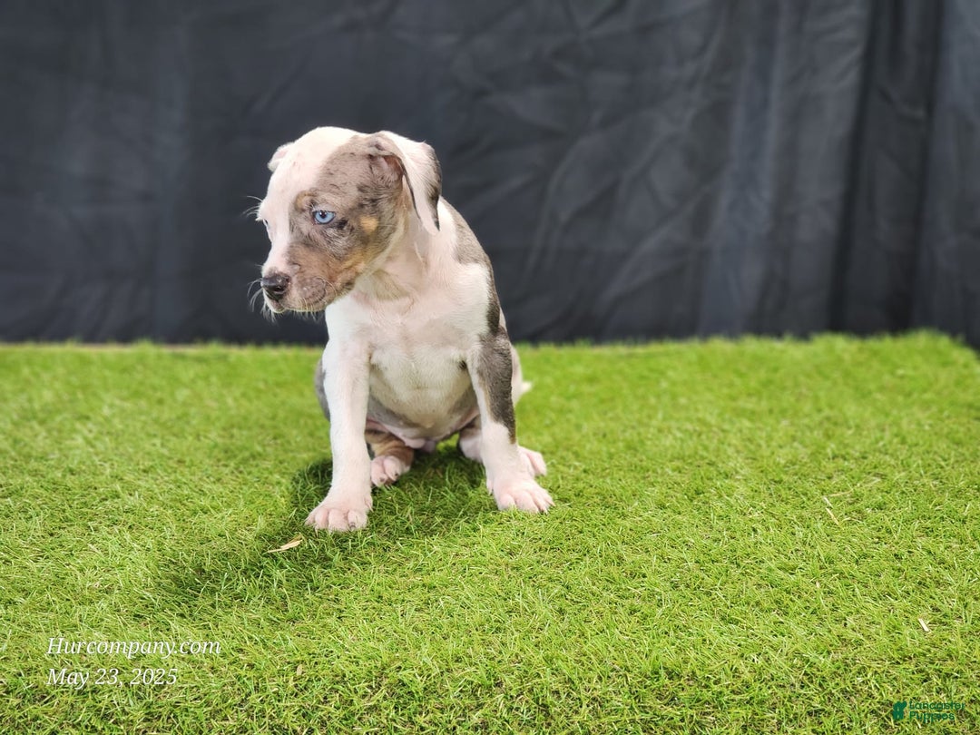 Catahoula Leopard Dog dogs for sale: Diamond 2025 F1 - Image 13