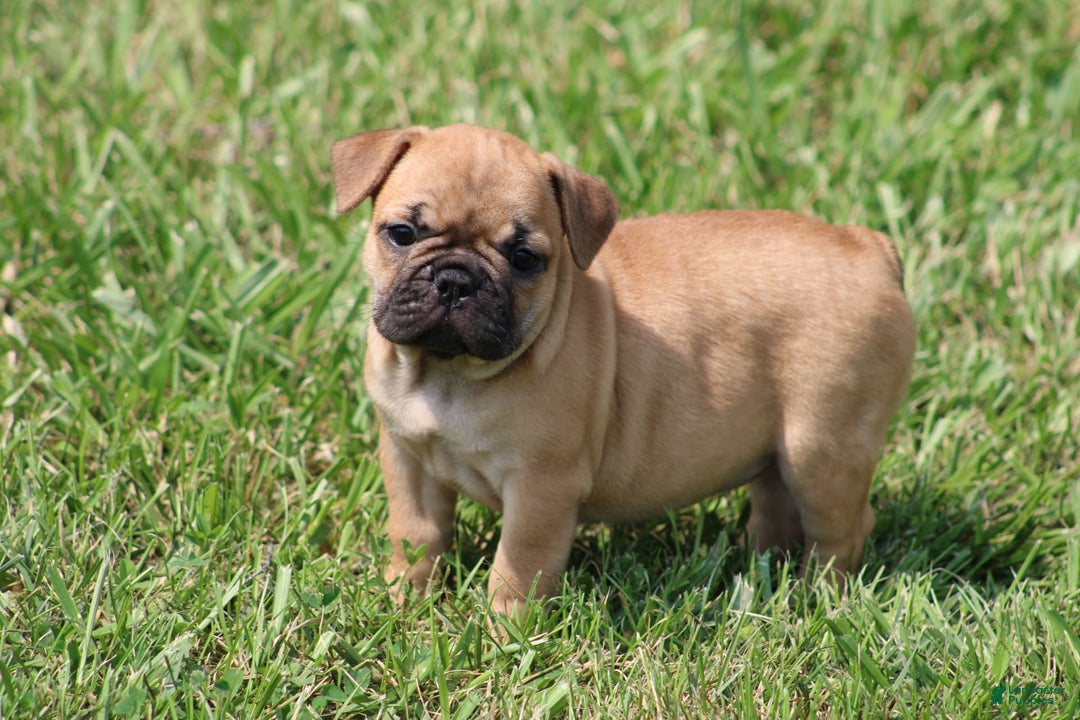 French Bulldog dogs for sale: Sheila - Image 19