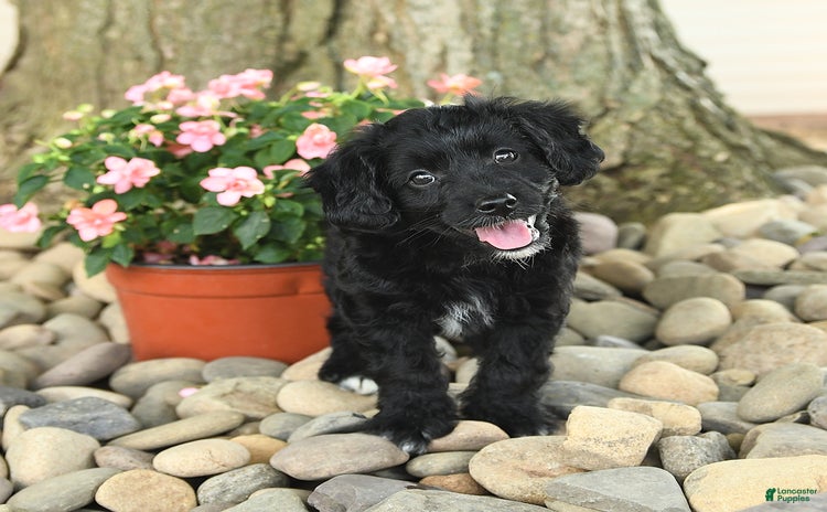 Mini Aussiedoodle dogs - Advert 28