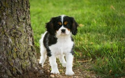 Cavalier King Charles Spaniel dogs for sale: Nero - Image 7