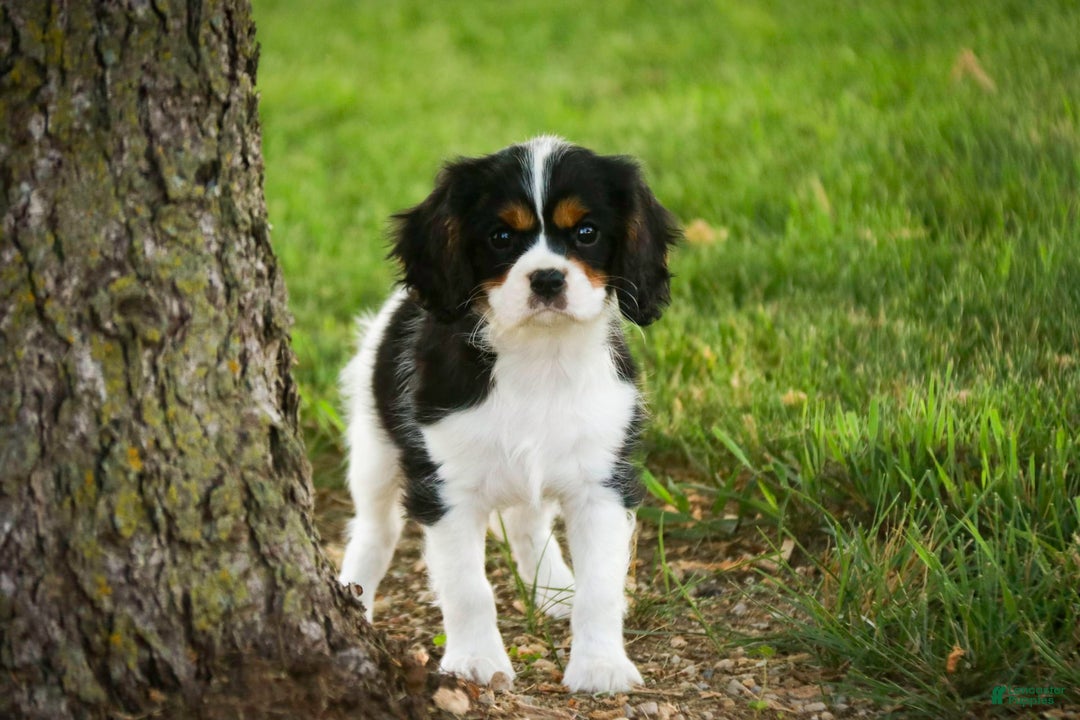 Cavalier King Charles Spaniel dogs for sale: Nero - Image 7