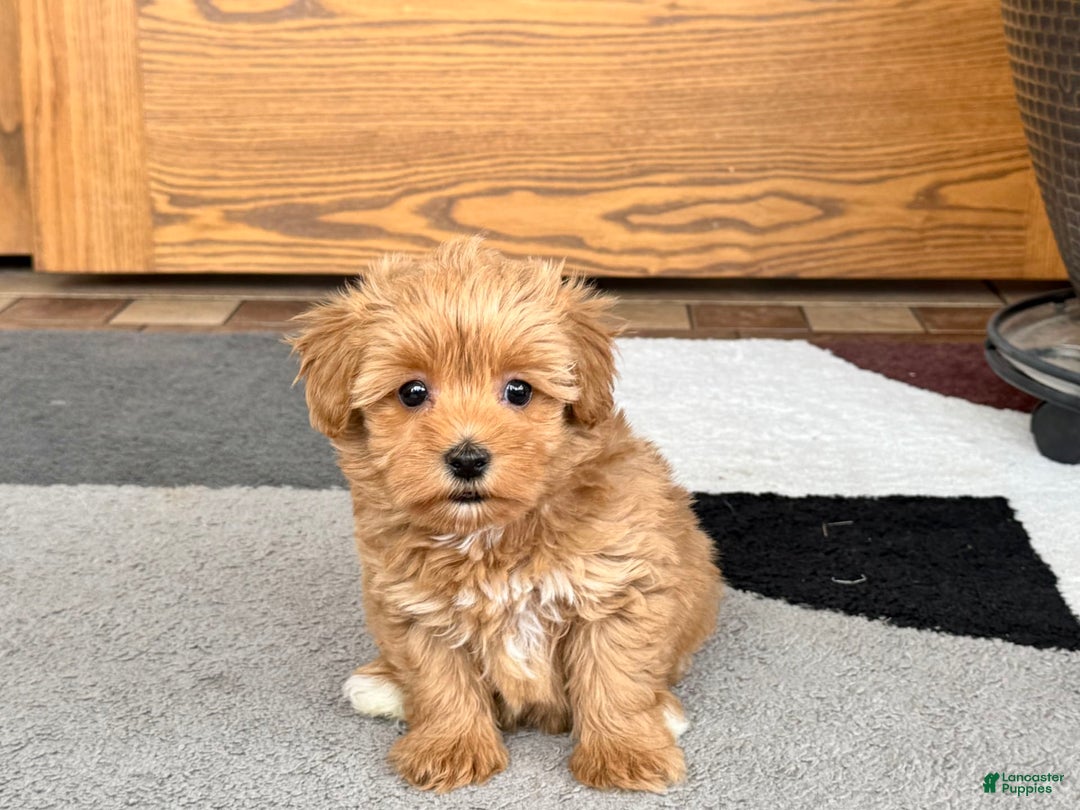 Maltipoo dogs for sale: Macon - Image 1