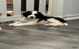 Saint Berdoodles dogs for sale: Missy - Image 4