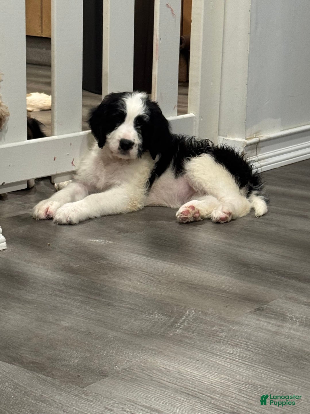 Saint Berdoodles dogs for sale: Missy - Image 4