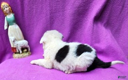 Border Collie dogs for sale: Dreami - Image 31