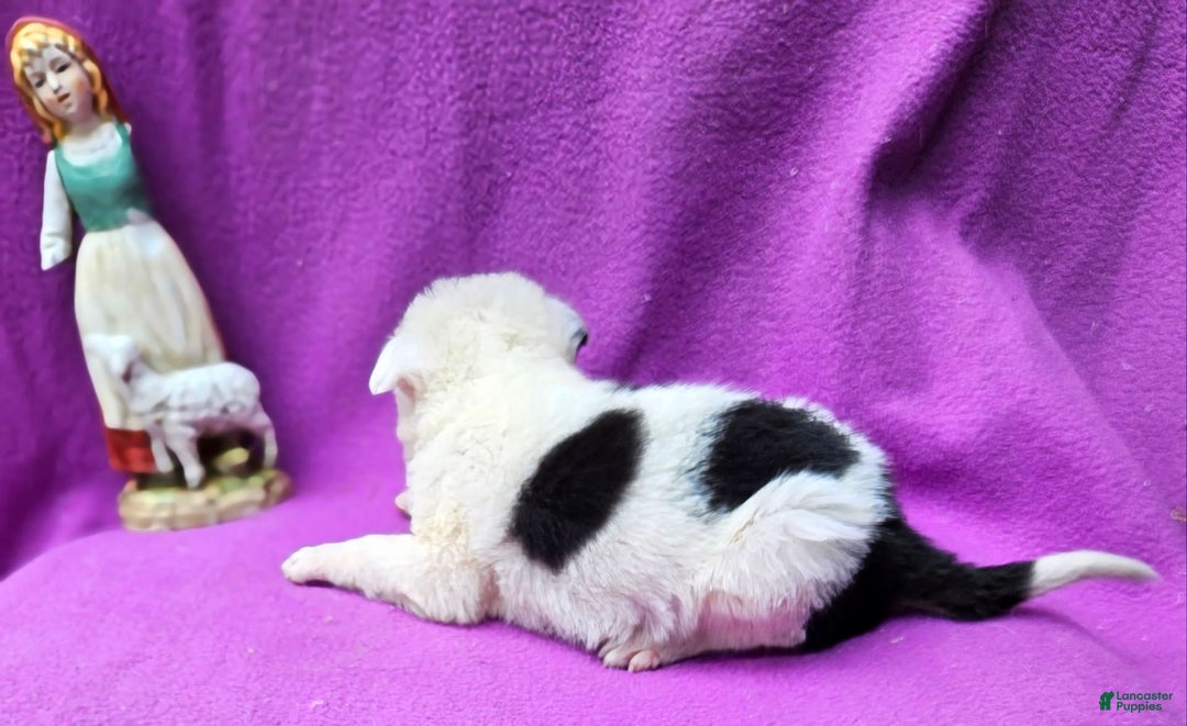 Border Collie dogs for sale: Dreami - Image 31