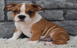 Beabull dogs for sale: Daisy - Image 4