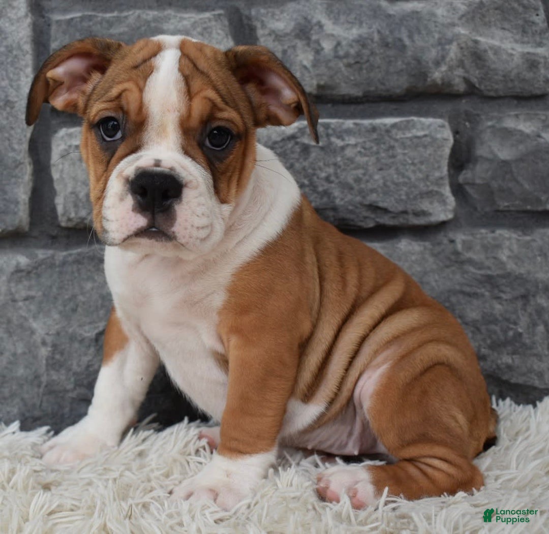 Beabull dogs for sale: Daisy - Image 4