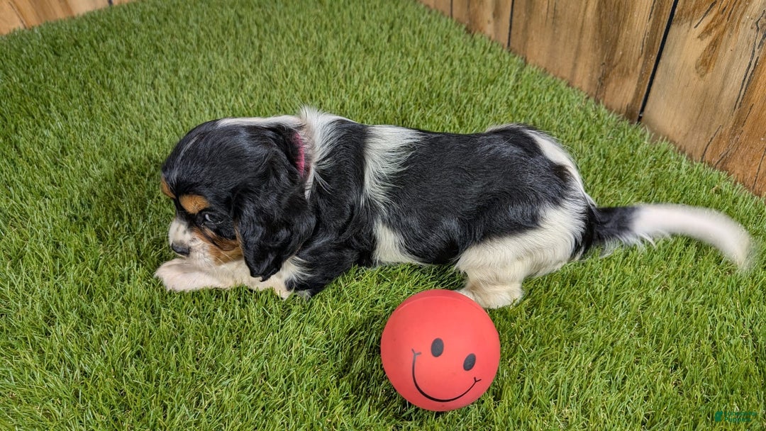 Cavalier King Charles Spaniel dogs for sale: Stardust Girl 1 - Image 3