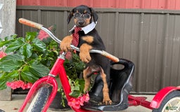 Doberman Pinscher dogs for sale: Micheal - Image 1