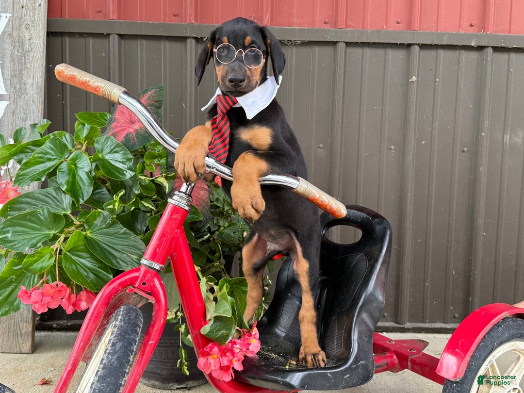 Doberman Pinscher dogs for sale: Micheal - Image 1