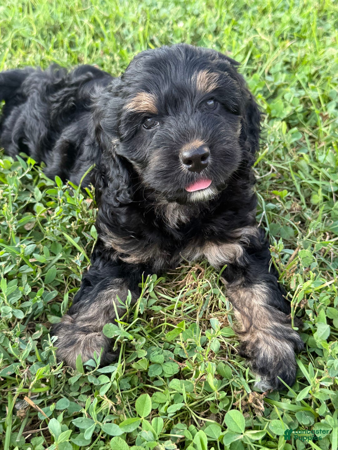 Cockapoo dogs for sale: Diva - Image 5
