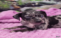 Catahoula Leopard Dog dogs for sale: Luna 2025 Female 1 - Image 6