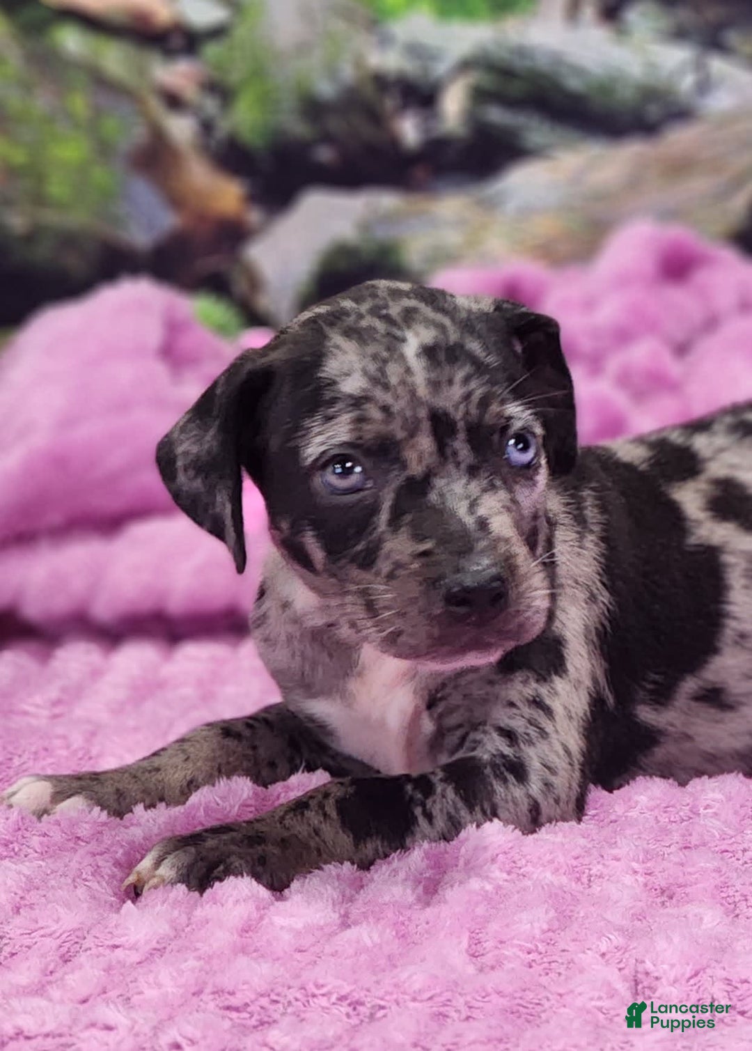 Catahoula Leopard Dog dogs for sale: Luna 2025 Female 1 - Image 6