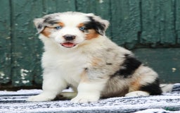 Australian Shepherd dogs for sale: Forest - Image 1