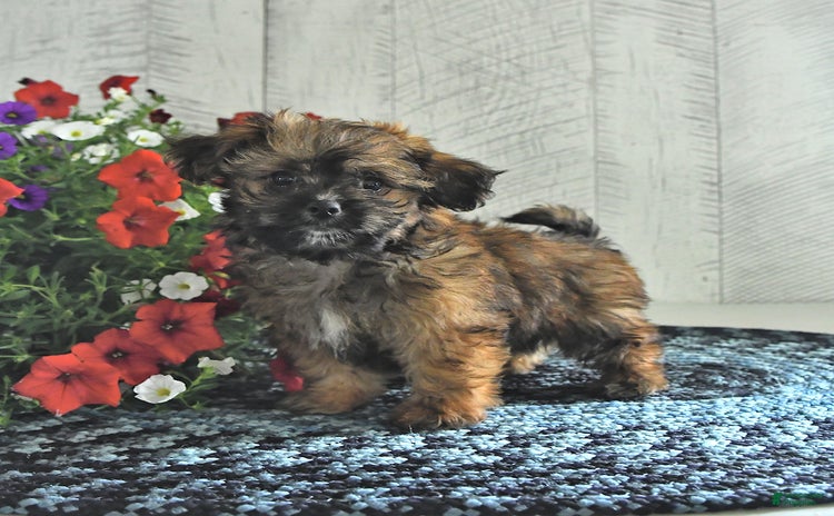 Shihpoo dogs for sale - Ad 3