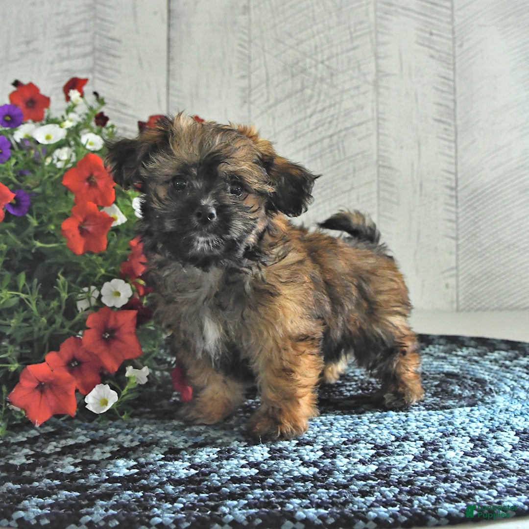 Shihpoo dogs for sale: Koko - Image 1