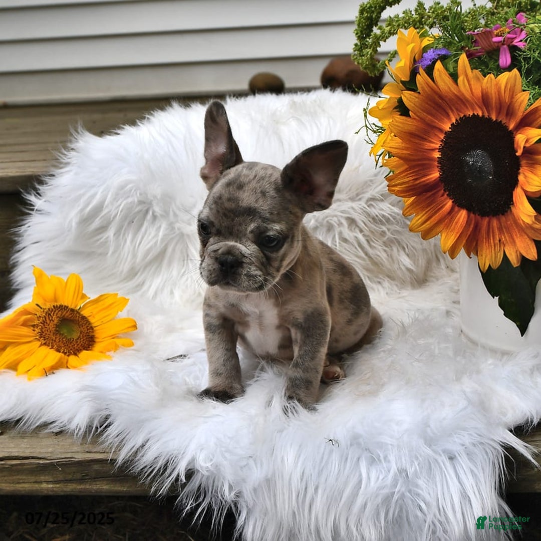French Bulldog dogs for sale: Hero - Image 5