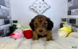 Miniature Dachshund dogs for sale: Ray - Image 4