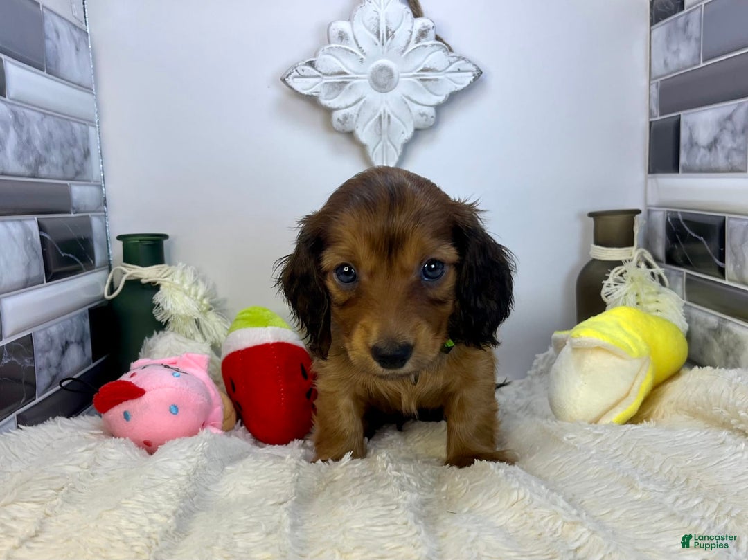 Miniature Dachshund dogs for sale: Ray - Image 4