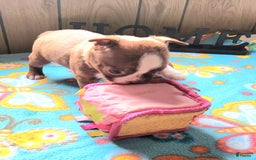 Boston Terrier dogs for sale: Lou - Image 2