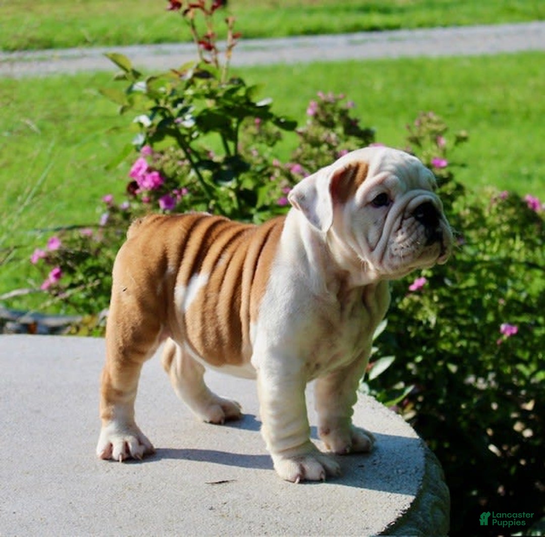 English Bulldog dogs for sale: Whitney - Image 19
