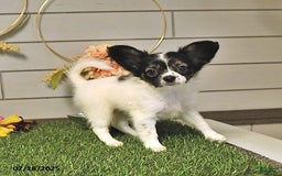 Papillon dogs for sale: Lilah - Image 11