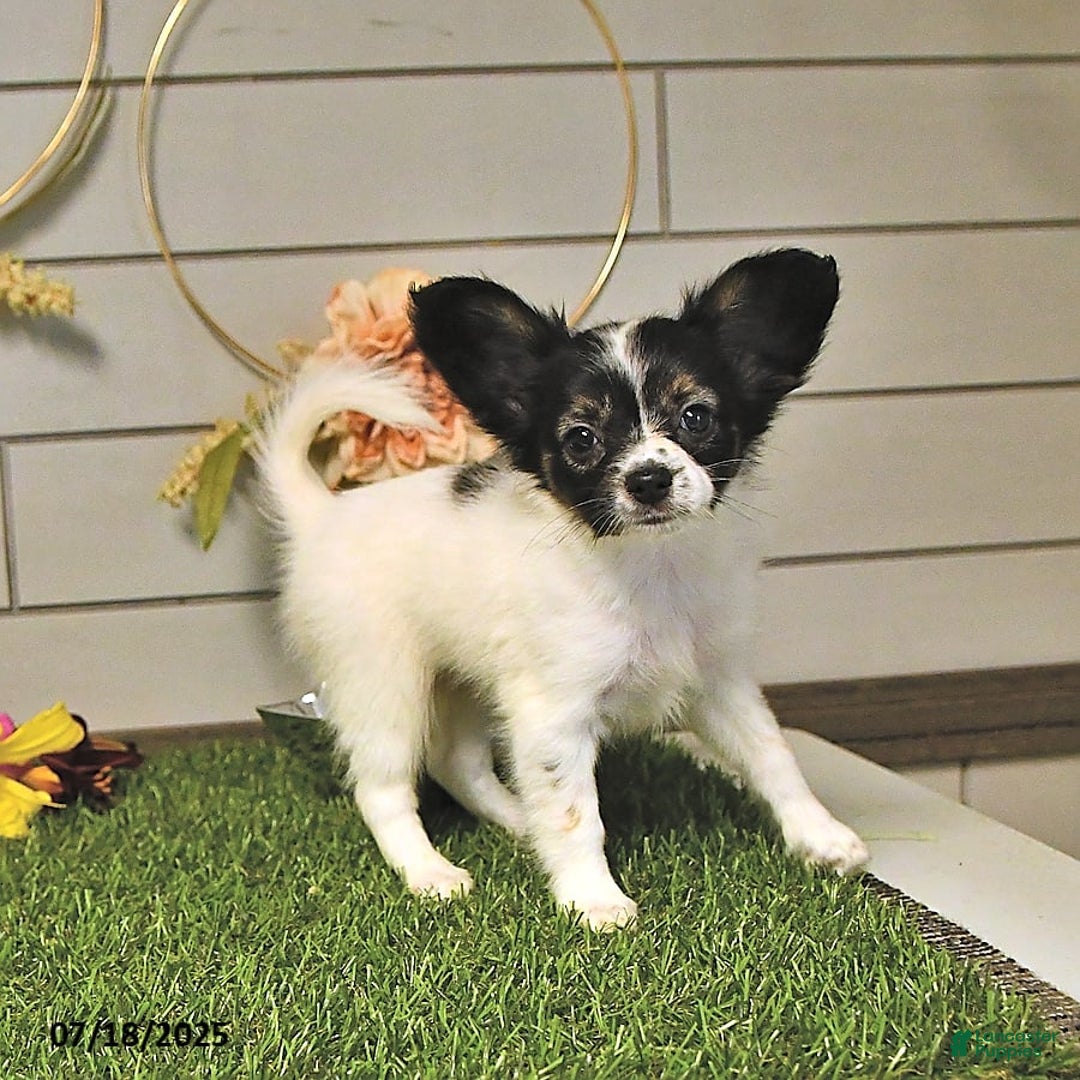 Papillon dogs for sale: Lilah - Image 11