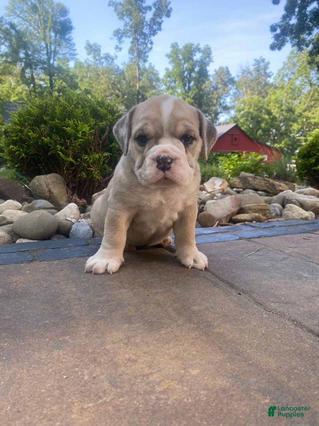 French Bulldog dogs for sale: Milly - Image 7