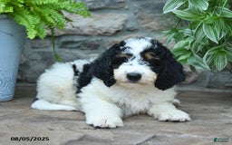 Bernedoodle dogs for sale: Jasper - Image 2