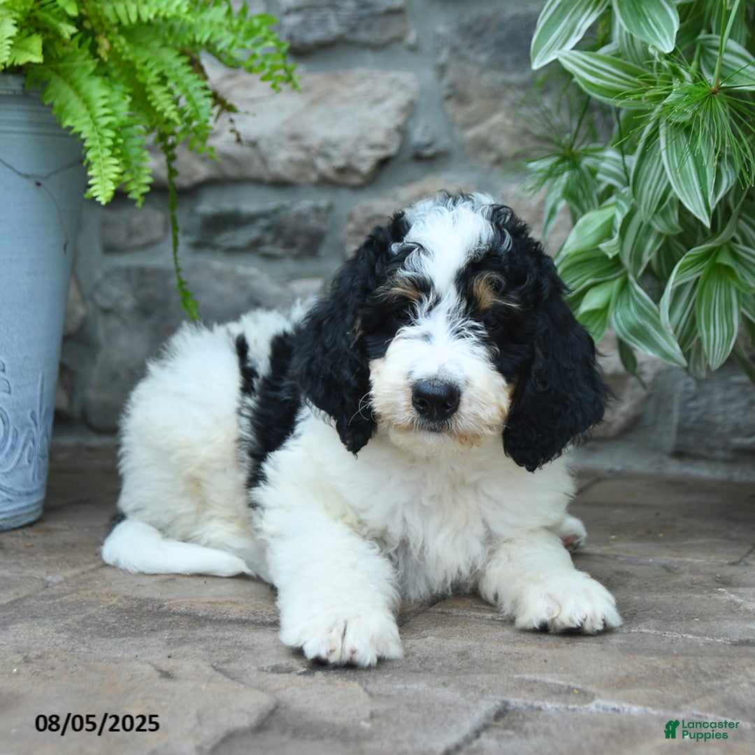 Bernedoodle dogs for sale: Jasper - Image 2