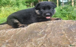 German Shepherd dogs for sale: Kai - Image 12