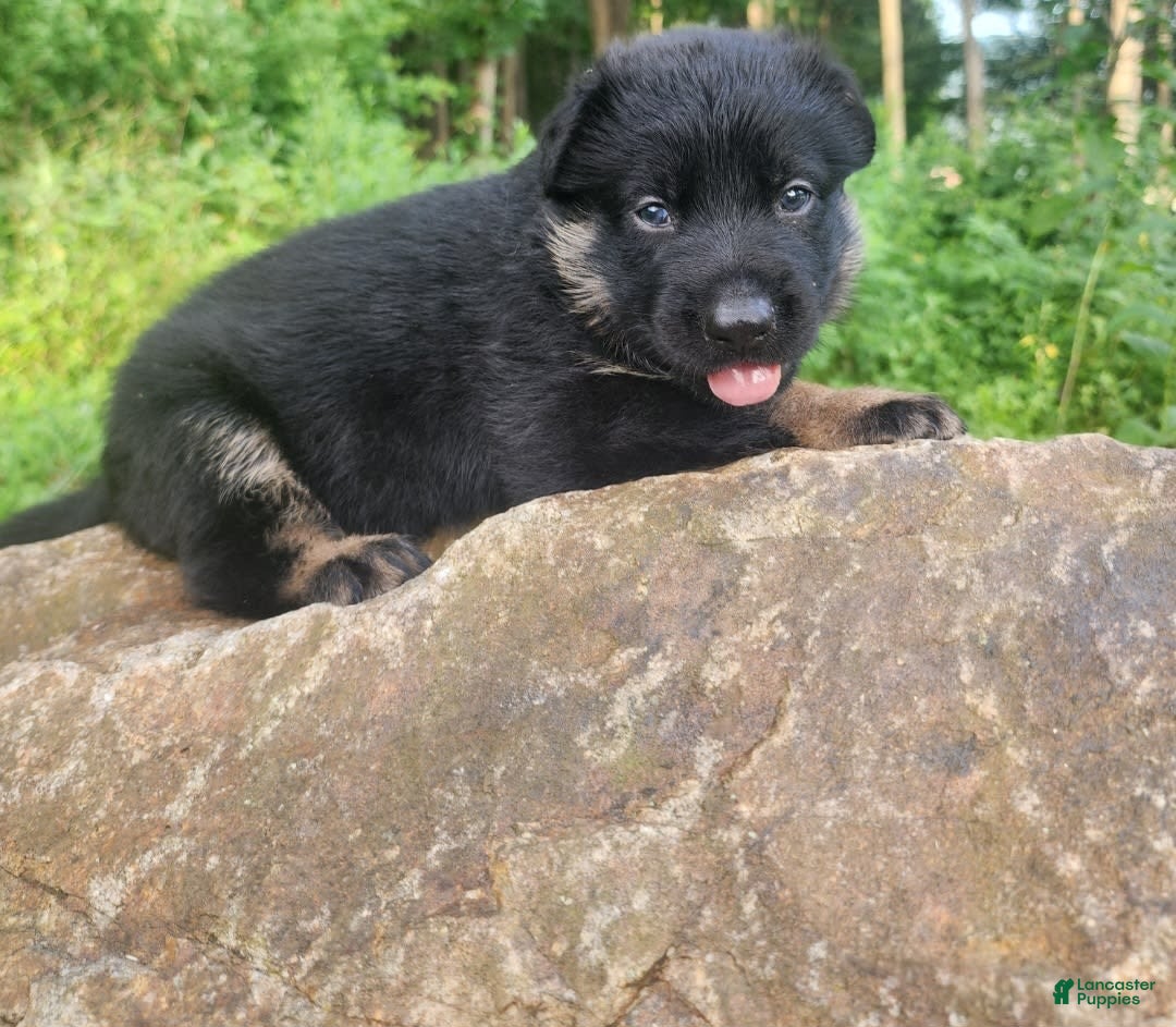 German Shepherd dogs for sale: Kai - Image 12