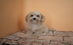 Maltipoo dogs for sale: Luciana - Image 10