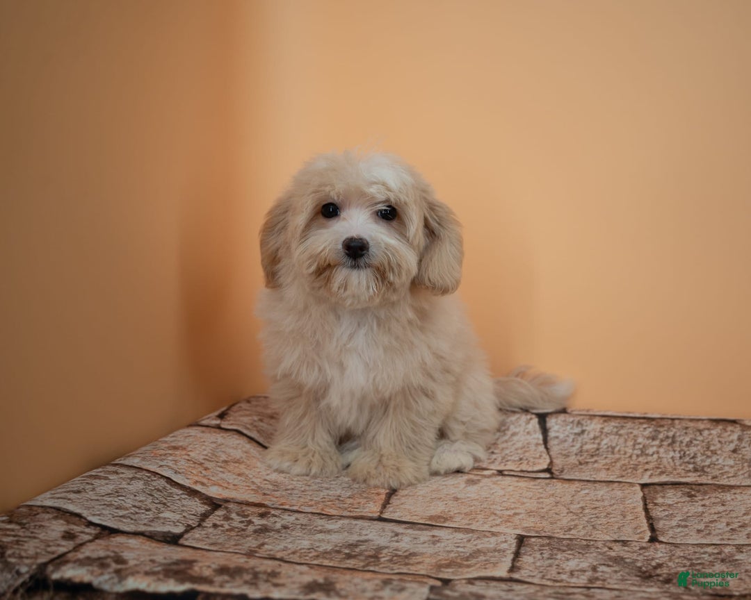 Maltipoo dogs for sale: Luciana - Image 10