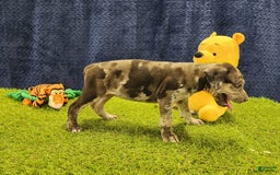 Catahoula Leopard Dog dogs for sale: Duchess 2025 Female 6 - Image 19