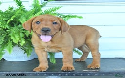 Labrador Retriever dogs for sale: Yola - Image 3