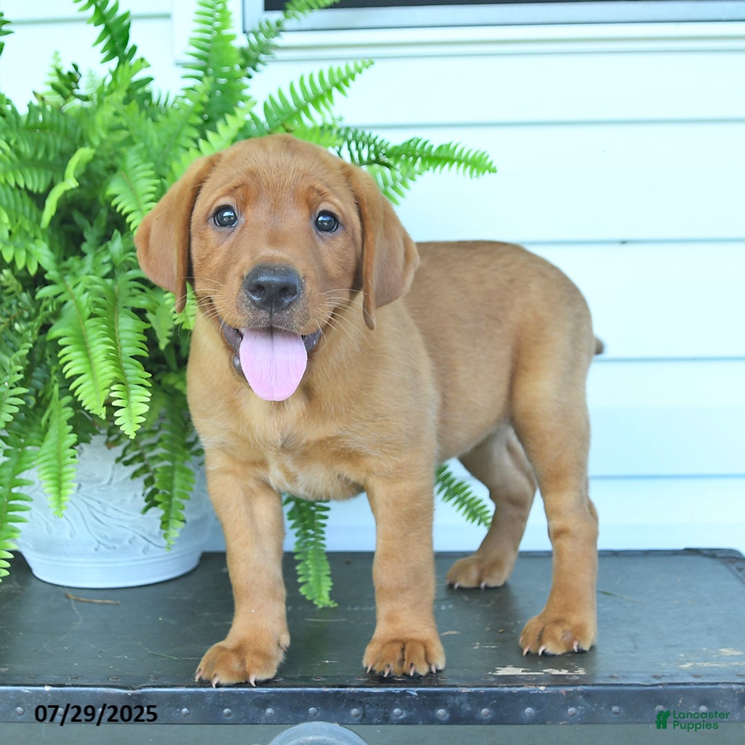 Labrador Retriever dogs for sale: Yola - Image 3