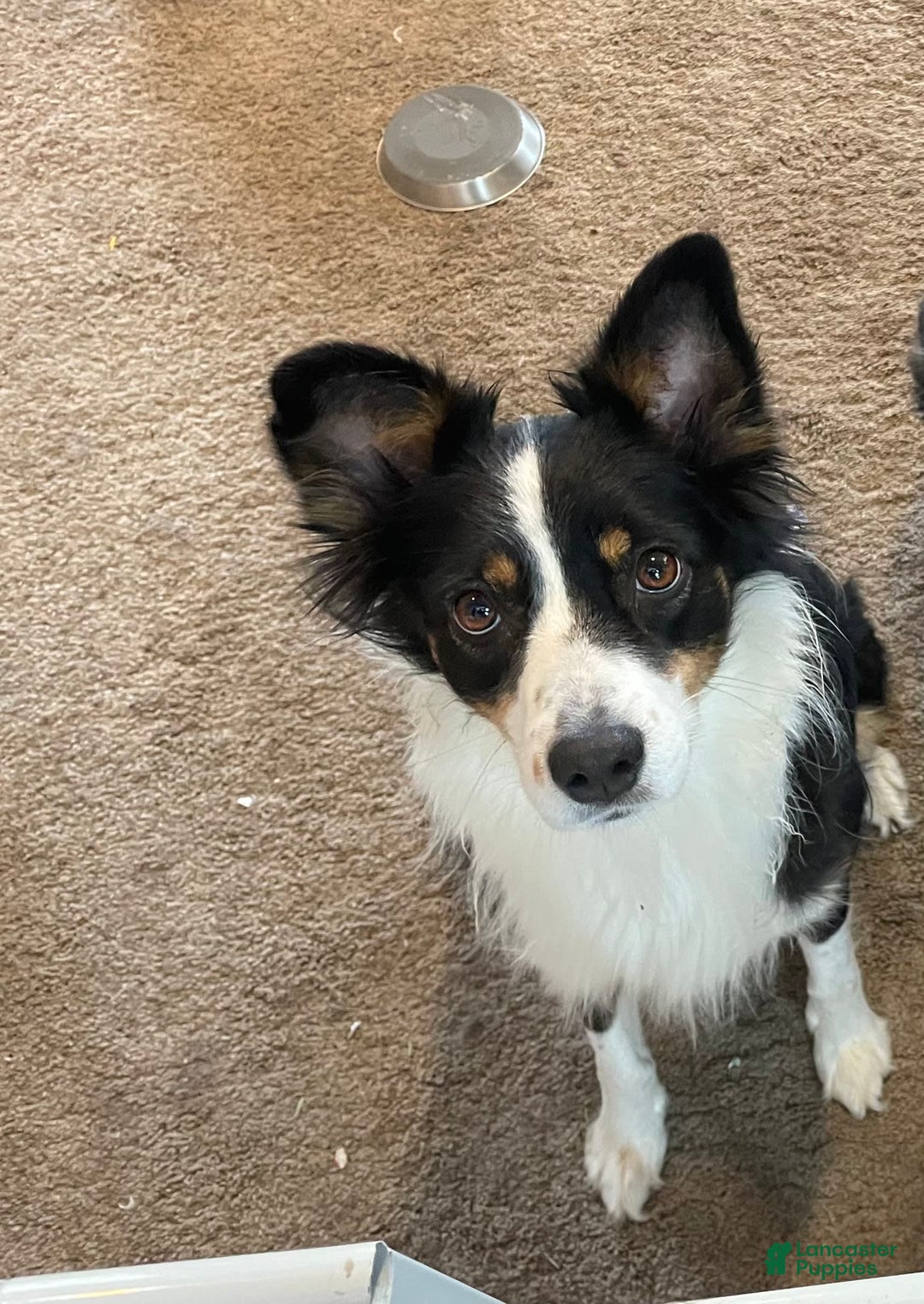 Australian Shepherd dogs for sale: Linus - Image 3