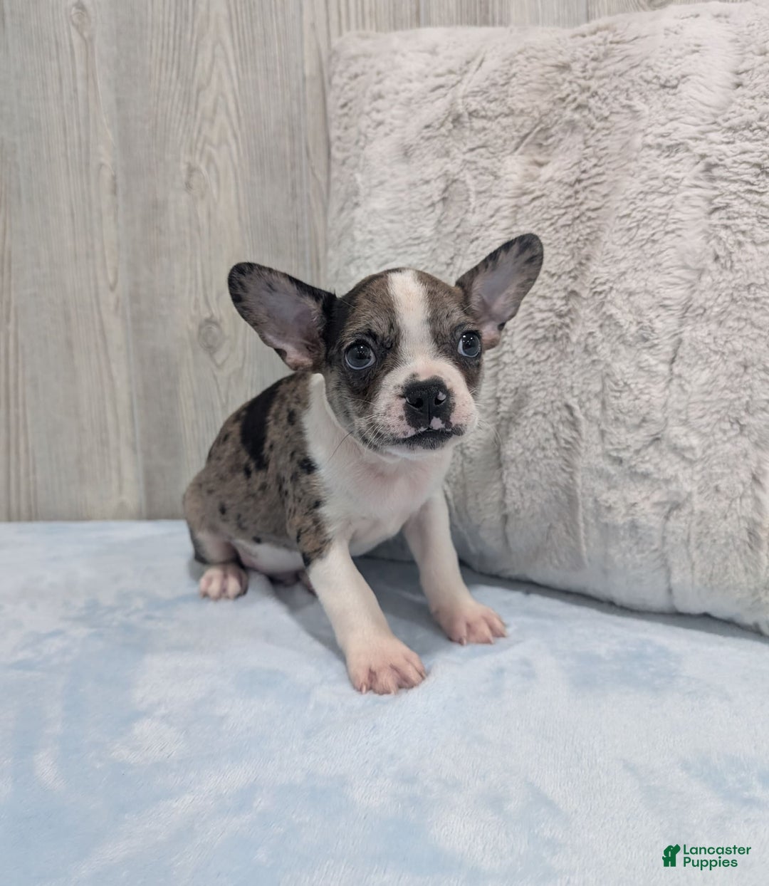 Frenchton dogs for sale: Heath - Image 2