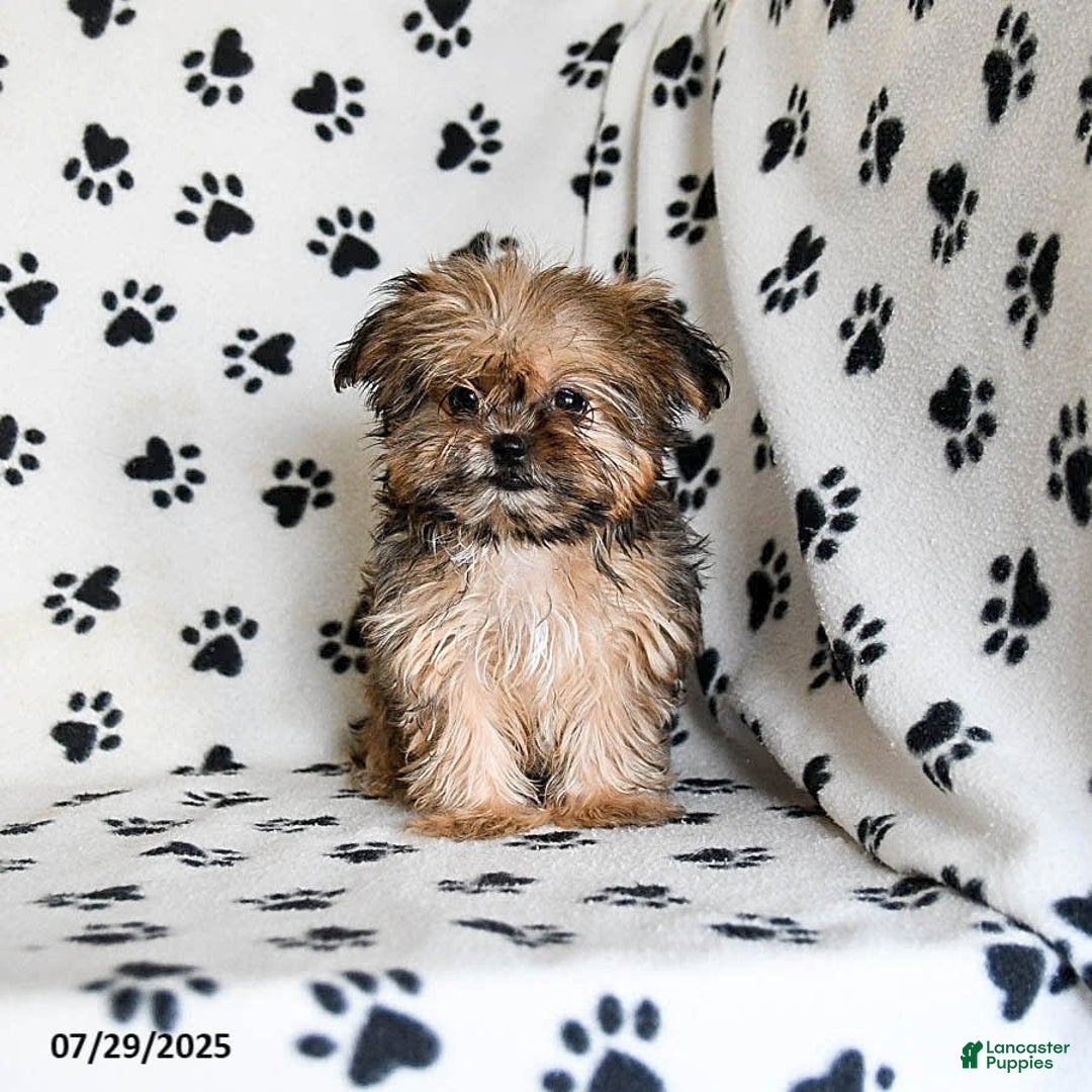 Shorkie dogs for sale: Hudson - Image 19