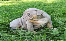 English Bulldog dogs for sale: Lyla - Image 11